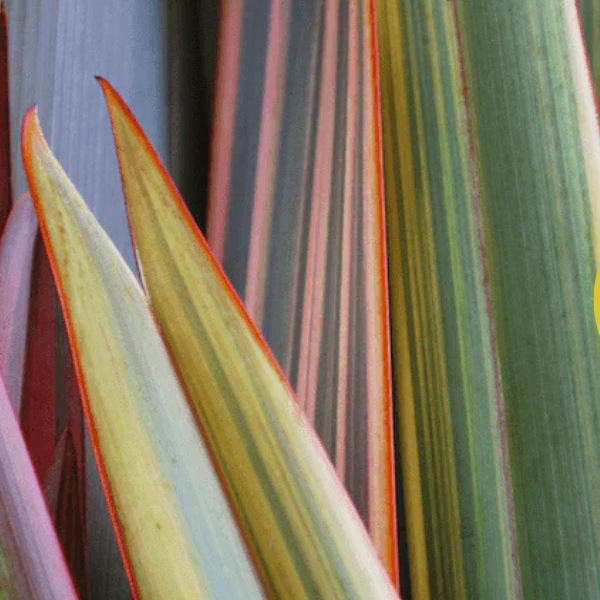 Rongoā Māori: Completing the Picture of Health