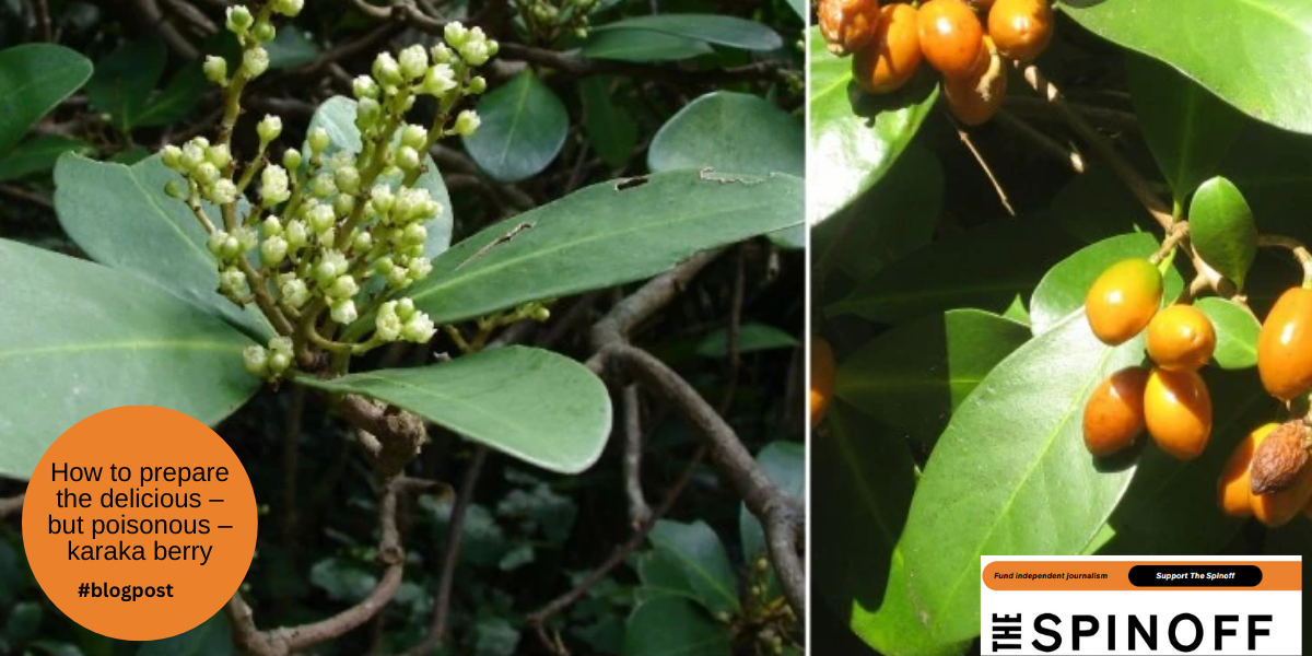 How to prepare the delicious – but poisonous – karaka berry