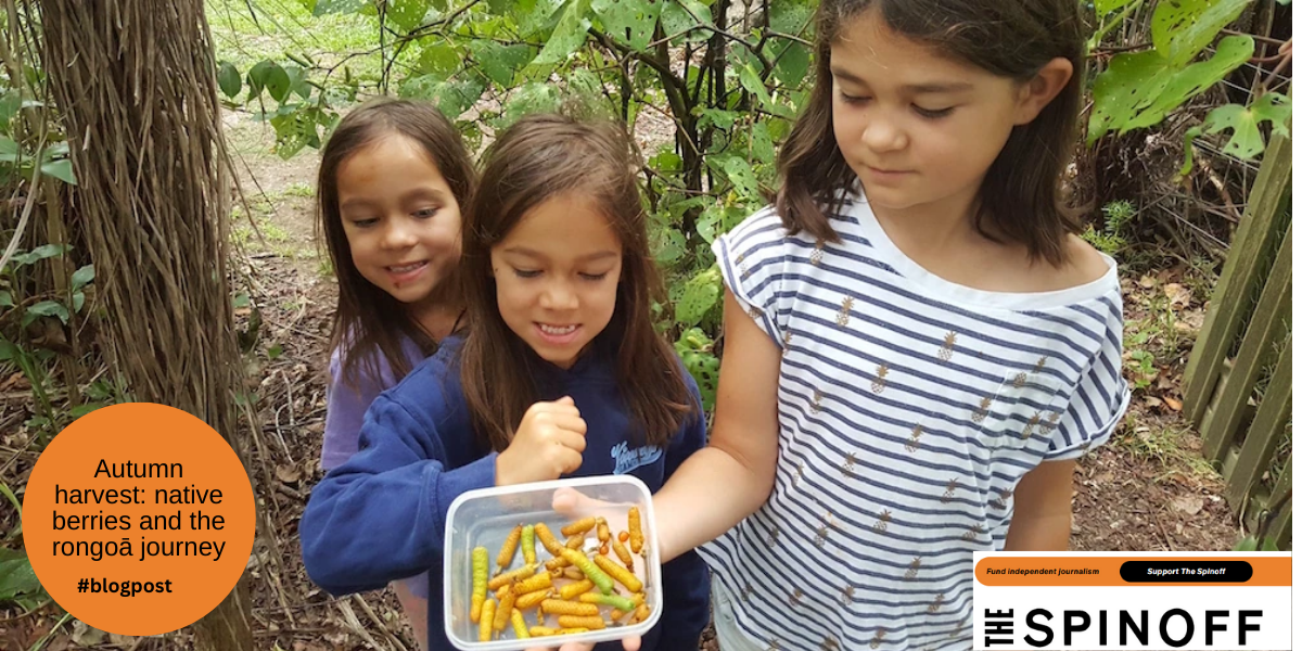 Autumn harvest: native berries and the rongoā journey