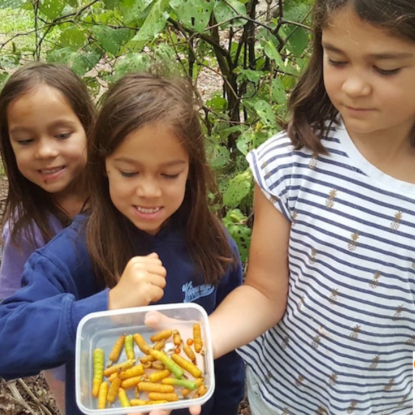 Autumn harvest: native berries and the rongoā journey