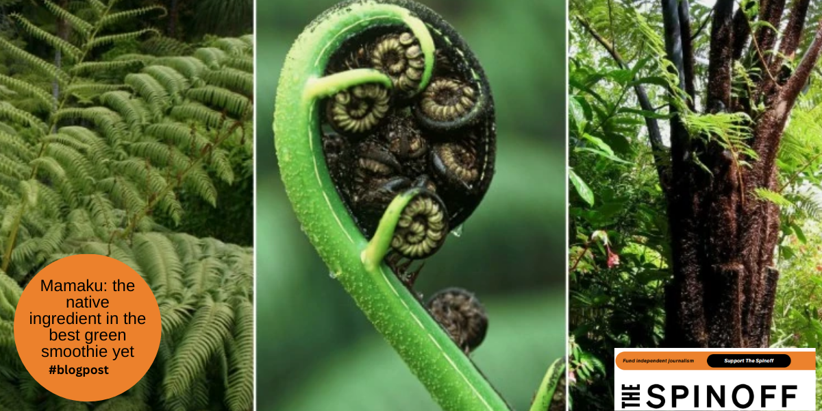 Mamaku: the native ingredient in the best green smoothie yet
