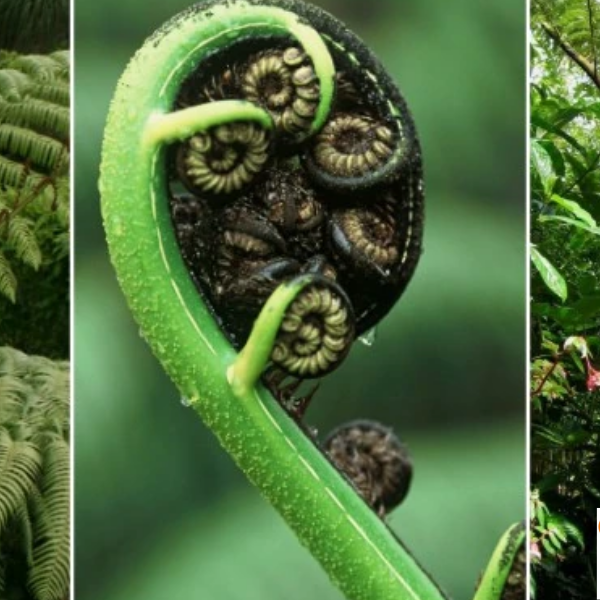 Mamaku: the native ingredient in the best green smoothie yet