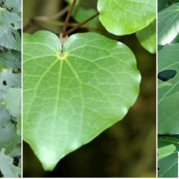How to make kawakawa balm