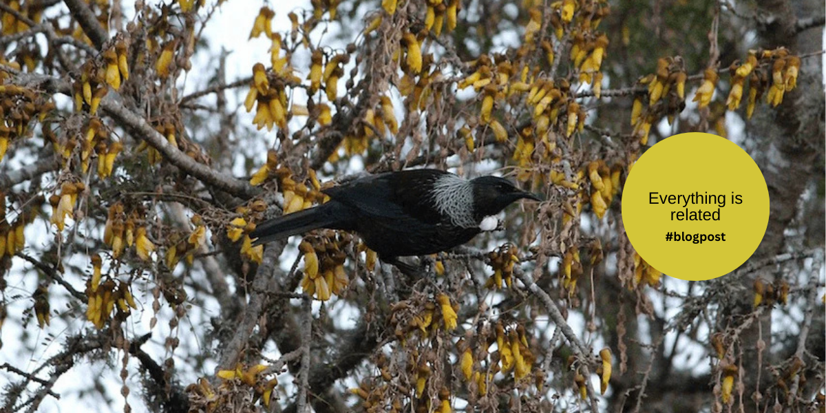 Everything is related: The Heart of Rongoā Māori