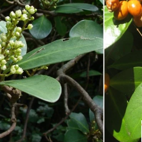 How to prepare the delicious – but poisonous – karaka berry